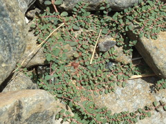 Euphorbia granulata