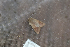 Orthosia pacifica