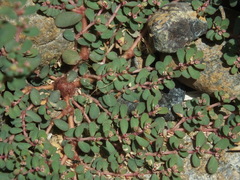 Euphorbia granulata