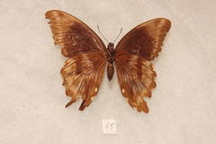 Papilio nireus pseudonireus