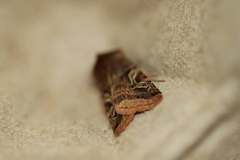 Cerastis enigmatica