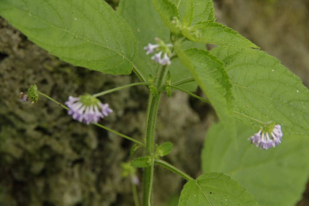 Hyptis sidifolia