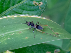 Phylloscyrtus amoenus