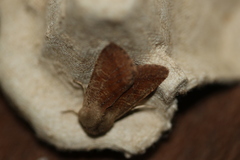Orthosia pacifica