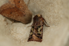 Cerastis enigmatica