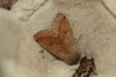 Orthosia pacifica