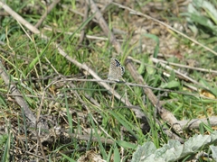 Pseudophilotes abencerragus