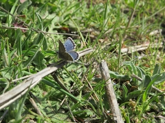 Pseudophilotes abencerragus