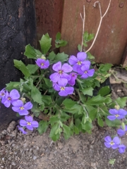 Aubrieta deltoidea