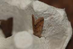 Orthosia pacifica