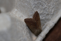 Orthosia pacifica