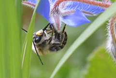 Eucera nigrescens