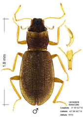 Hydraena testacea