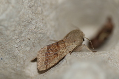 Orthosia pacifica