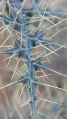 Echinops