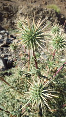 Echinops