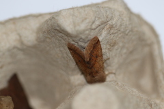 Orthosia pacifica