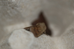 Orthosia pacifica