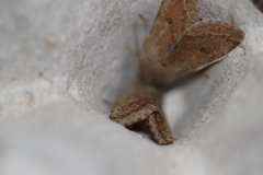 Orthosia pacifica