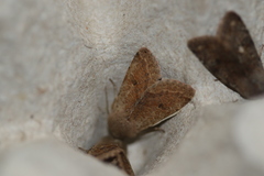 Orthosia pacifica