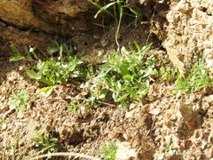 Viola kitaibeliana