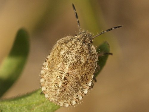 Uoginė skydblakė nuotrauka