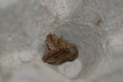 Orthosia pacifica