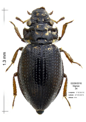 Aulacochthebius exaratus