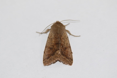 Orthosia pacifica