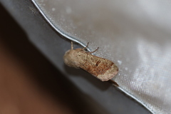 Orthosia pacifica