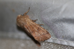 Orthosia pacifica