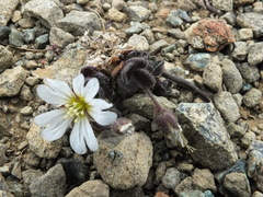 Cerastium nigrescens
