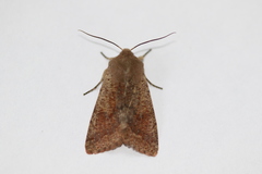 Orthosia pacifica