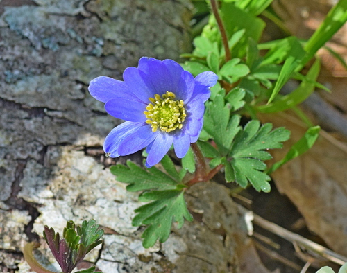 Grecian windflower (Anemonoides blanda)