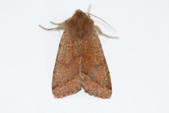 Orthosia pacifica