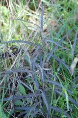 Senecio dunedinensis