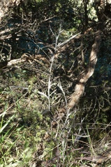 Senecio dunedinensis