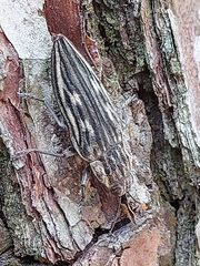 Chalcophora japonica miwai