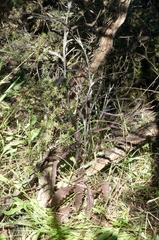 Senecio dunedinensis