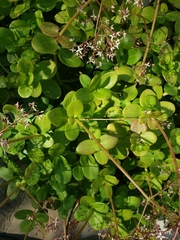 Crassula multicava