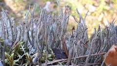 Cladonia cornuta
