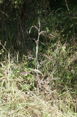 Senecio dunedinensis