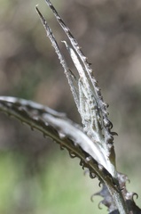 Senecio dunedinensis