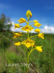 Eulophia odontoglossa