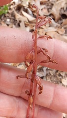Bletia nitida