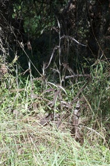 Senecio dunedinensis