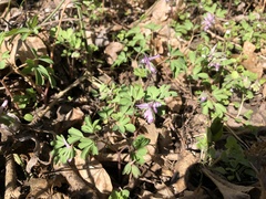 Corydalis pumila