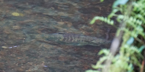 Chum salmon (Oncorhynchus keta) — Salmonidae — 3