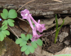 Corydalis caucasica