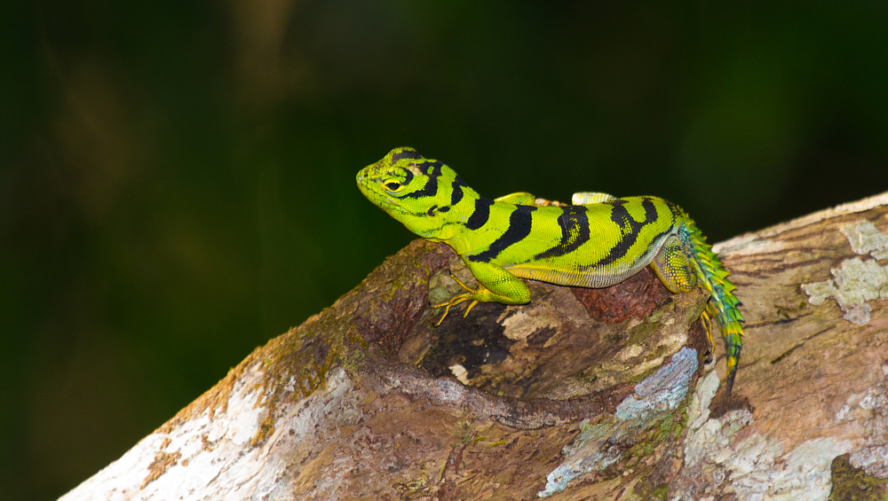 Green Thornytail Iguana from Iranduba - AM, 69405-000, Brasil on August